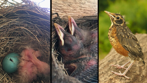 La naissance de trois petits merles d'Amérique photographiée depuis la formation du nid jusqu'à leur envol