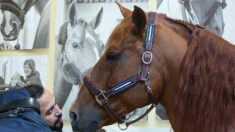 Peyo, le cheval de l’hôpital de Calais, bientôt star du grand écran dans un documentaire