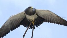 Morvan: un fauconnier recherche son aigle de 2 mètres d’envergure