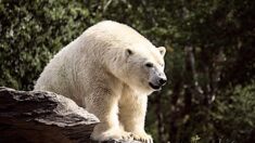 Une touriste française blessée par un ours blanc au Svalbard dans l’Arctique