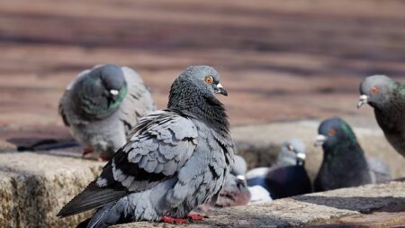 Envahie par les pigeons, une ville de l’Eure autorise leur chasse pour diminuer les nuisances