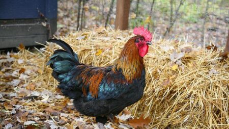 Clichy: le coq de l’école maternelle gêne les riverains, il déménage avant la rentrée