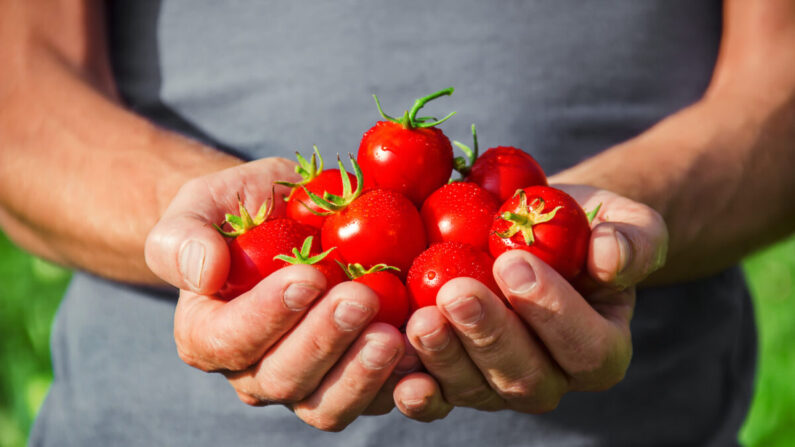 Les tomates sont excellentes pour la santé de la prostate ! Par Tatevosian Yana