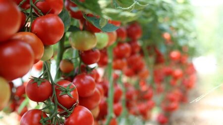 En Alsace, les maraîchers croulent sous les tomates: «On les offre, c’est plus simple»