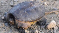 Une tortue serpentine de 20 kg découverte dans un ruisseau du Doubs