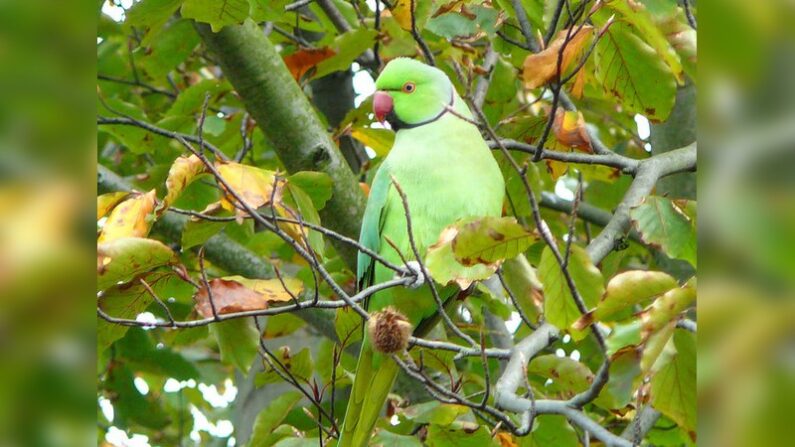 Une perruche verte à collier. (photo Gossipguy/CC BY-SA 3.0)