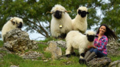 [PHOTOS] Le lien étonnant entre un mouton à nez noir et ses propriétaires – «Les meilleurs animaux de compagnie au monde»