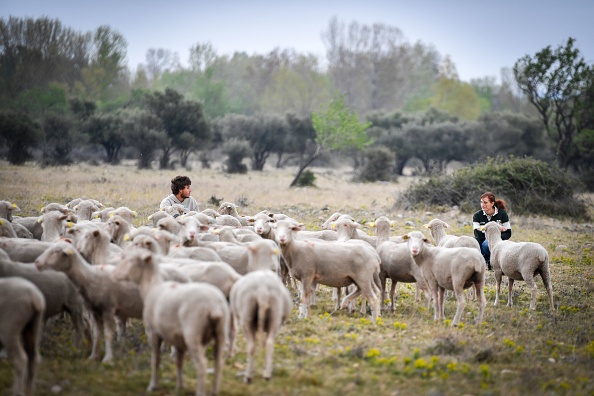 Deux apprentis bergers au CFPPA de Merle près de Salon-de-Provence (Bouches-du-Rhône). (GERARD JULIEN/AFP via Getty Images)