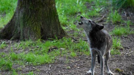 « On est retourné au siècle dernier », déplore un berger de Lozère après une attaque de loups