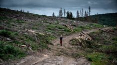 Un massacre environnemental au nom de l’écologie: les granulés de bois éco certifiés entraine la « coupe rase » de forêts entières