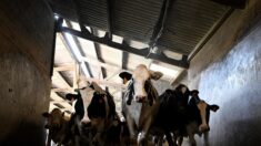 Tarn-et-Garonne: le témoignage déchirant d’un agriculteur qui vend une partie de son troupeau pour nourrir ses vaches
