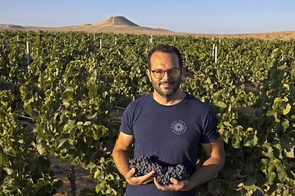 Le vigneron israélien David Pinto détient des grappes de grenache au vignoble de Yeruham Pinto dans le désert du Néguev du sud d'Israël le 17 août 2022. Photo de MENAHEM KAHANA/AFP via Getty Images.