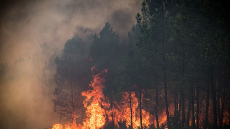 Cette photo prise le 13 septembre 2022 montre un incendie de forêt à Saumos, dans la banlieue ouest de Bordeaux, dans le sud-ouest de la France.(Photo by PHILIPPE LOPEZ/AFP via Getty Images)