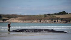 Finistère: le rorqual échoué sur une plage de Ploéven a survécu et est reparti