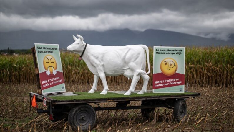Cette photo prise le 15 septembre 2022 près de Collex-Bossy montre une statue de vache en plastique sur une remorque dans un champ entre deux pancartes prônant le Non à l'initiative citoyenne sur l'interdiction de l'élevage intensif. (Crédit photo FABRICE COFFRINI/AFP via Getty Images)