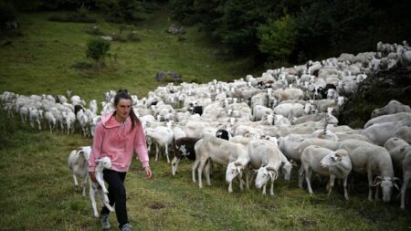 Bergère dans la solitude des Pyrénées françaises, avec sa houlette et ses chiens