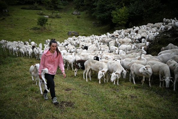 La bergère française Alisson Carrere-Sastre, 23 ans, marche à côté du troupeau de moutons, dans les Pyrénées françaises le 14 septembre 2022. Photo Valentine CHAPUIS / AFP via Getty Images.