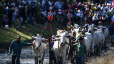 Vietnam: les populaires courses de boeufs font leur retour