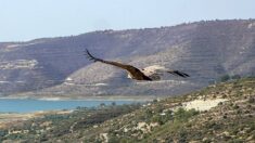 Des vautours rares, nettoyeurs de la nature, de retour à Chypre