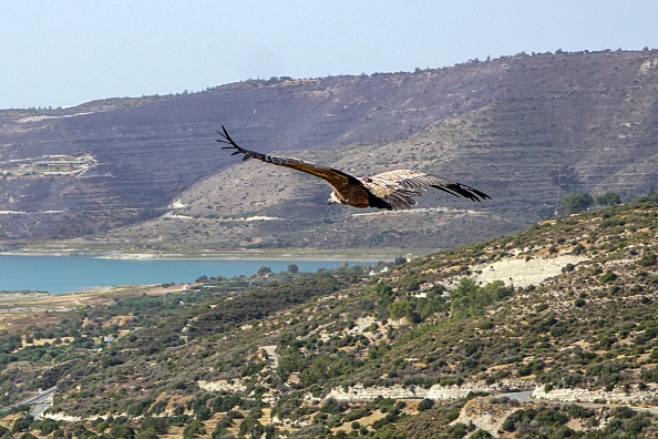 Les vautours fauves, des oiseaux qui effectuent le travail vital de nettoyer les carcasses qui pourraient autrement propager des maladies, dans le sud de Chypre, le 28 septembre 2022, Photo de PETER MARTELL/AFP via Getty Images.