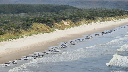 Des dizaines de cétacés ont été retrouvés échoués sur une plage australienne