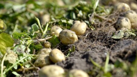 Sécheresse: les pommes de terre vont-t-elles manquer cette année en France?