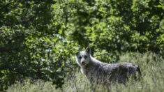 Doubs: une louve abattue à la suite d’un tir de défense