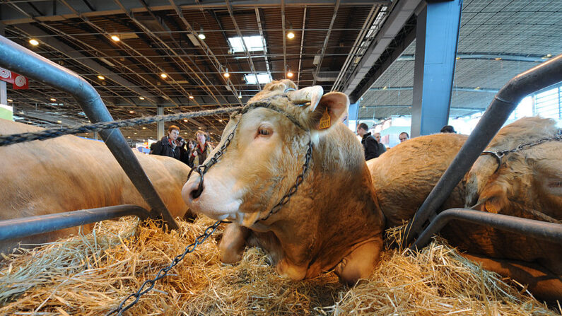 Photo d'illustration - Un taureau est photographié le 27 février 2010 à Paris lors de la journée d'ouverture du salon international de l'agriculture. (Photo credit should read LIONEL BONAVENTURE/AFP via Getty Images)