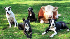 Un petit taureau rejeté par son troupeau trouve une nouvelle famille, une meute de chiens: « Il se comporte comme eux »