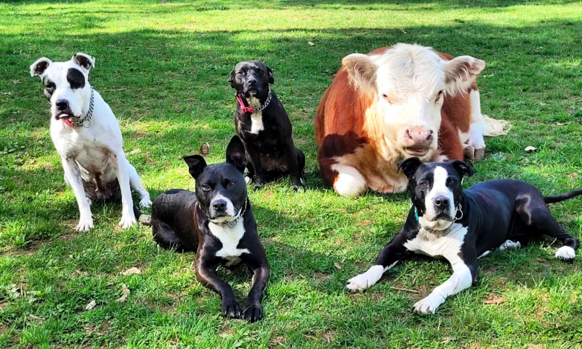 Un petit taureau rejeté par son troupeau trouve une nouvelle famille, une meute de chiens: "Il se comporte comme eux"