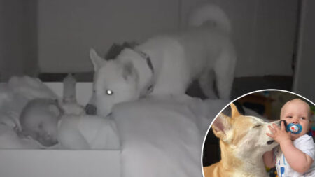 Un moniteur pour bébé filme un chien dévoué qui vérifie chaque nuit si son petit ami va bien