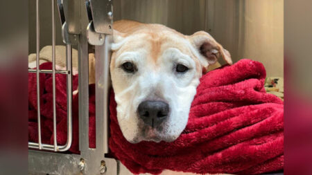 Une chienne âgée et triste était destinée à être euthanasiée, une vétérinaire a vu ses photos: elle était surtout déprimée