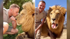 Après le décès de sa mère à la suite d’un cancer, un homme devient le meilleur ami des lions et des guépards