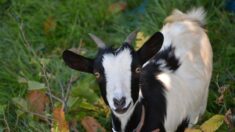 Une petite commune normande adopte 4 chèvres naines pour débroussailler des terrains communaux