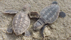 Une quarantaine de bébés tortues caouanne sont nés et ont rejoint la mer dans l’Hérault: « on a laissé faire la nature »