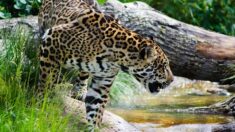 « Rare et extraordinaire » : le zoo de Bordeaux-Pessac annonce la naissance d’un bébé jaguar