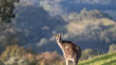 Un kangourou « de compagnie » soupçonné d’avoir tué un Australien