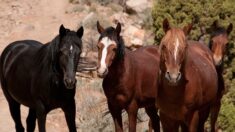 Le dressage de chevaux sauvages au cœur d’un documentaire en Argentine chez Florent Pagny