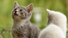 Selon une étude, les chats comprennent le langage enfantin de leurs maîtres