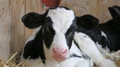 Une vache donne naissance à des triplés dans les Vosges
