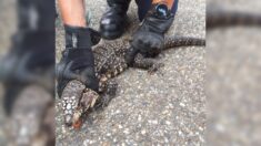 Un reptile retrouvé dans le moteur d’une voiture dans le Lot-et-Garonne