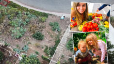 Un couple transforme une colline rocheuse en une forêt alimentaire et fournit des aliments cultivés sur place à ses voisins