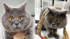 [PHOTOS] Ce chat russe au strabisme convergent fait fureur sur Internet grâce à son regard inhabituel