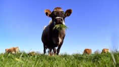 La Nouvelle-Zélande veut taxer… les pets de vaches