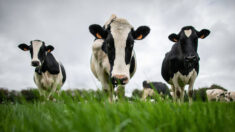 Oise : un agriculteur condamné à payer 100.000 euros pour le bruit et l’odeur de ses vaches