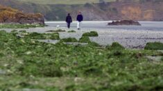Algues vertes en Bretagne : l’État n’est pas responsable de la mort d’un joggeur, estime le rapporteur public