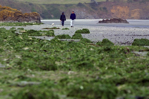 L'algue verte ou ulve, qui dégage une odeur nauséabonde lorsqu'elle pourrit au soleil, prolifère depuis trente ans sur certaines côtes bretonnes. (Photo :  FRED TANNEAU/AFP via Getty Images)