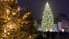 Strasbourg : le grand sapin pour Noël coupé dans les Vosges a été installé place Kléber