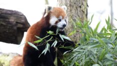 La famille des pandas roux s’agrandit au zoo de Lille