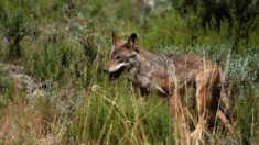 Plusieurs loups observés et filmés dans des jardins de particuliers dans le Vaucluse